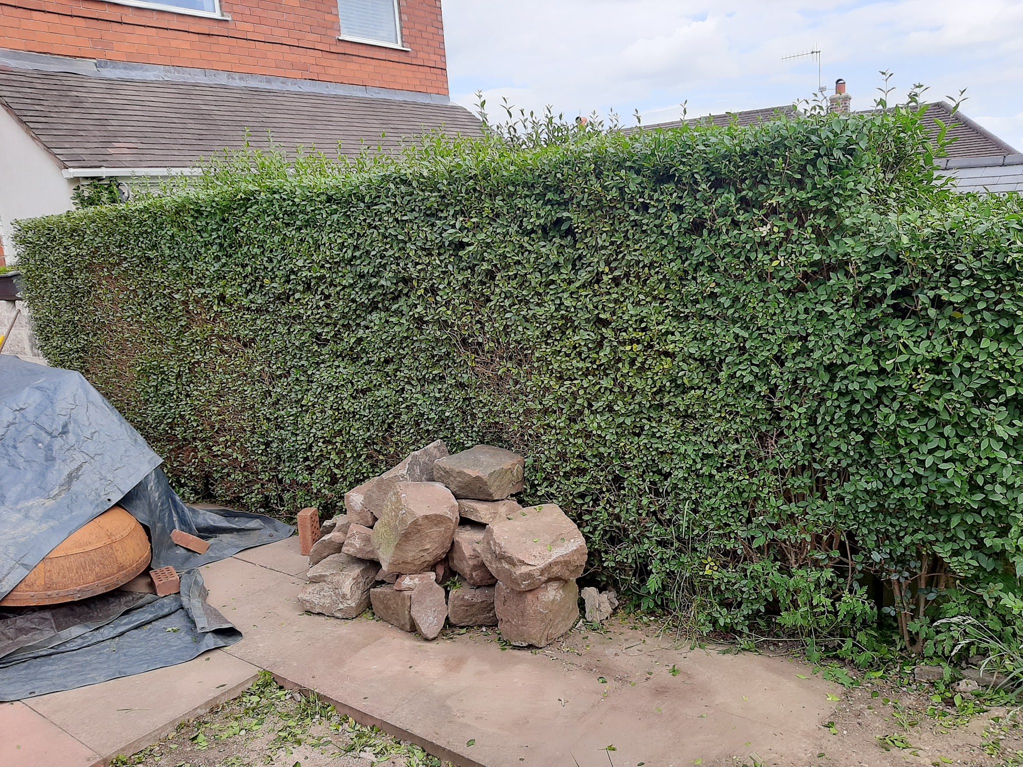 A long garden hedge trimmed flat along the top and sides